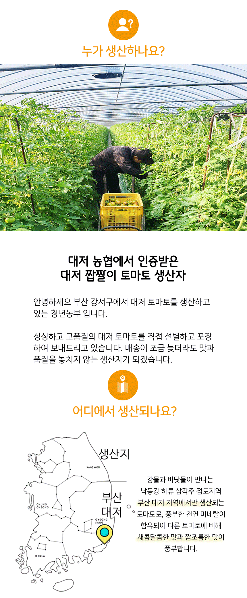 부산 대저 짭짤이 토마토 / 대저 찰토마토 3S~L 대중소 로얄사이즈