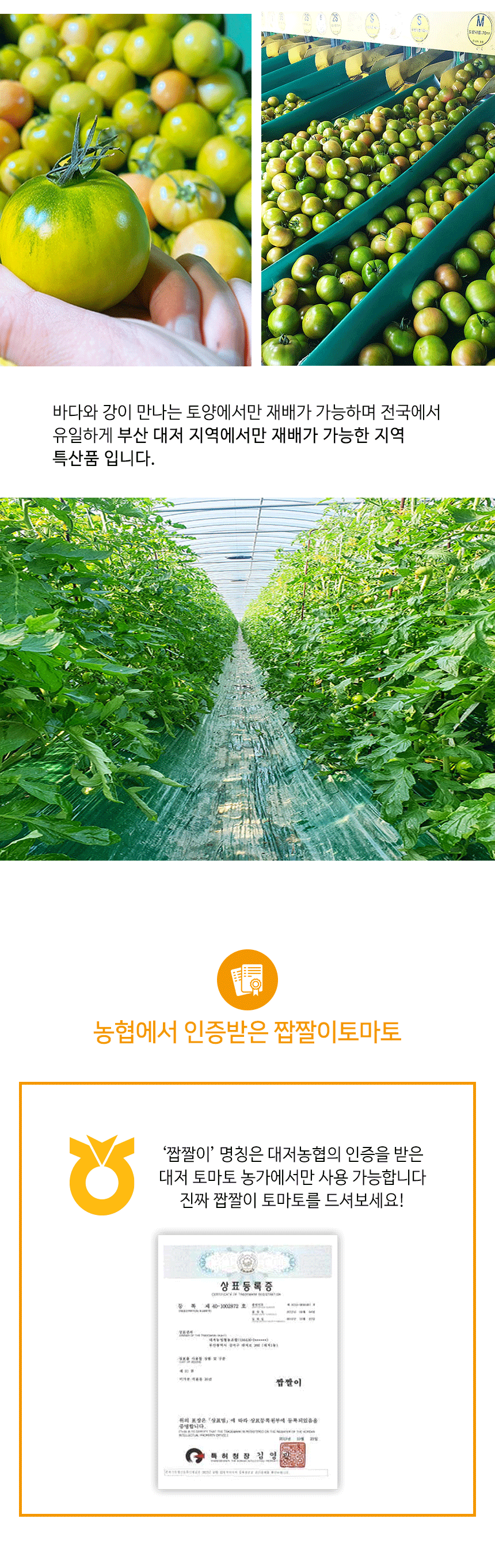 부산 대저 짭짤이 토마토 / 대저 찰토마토 3S~L 대중소 로얄사이즈