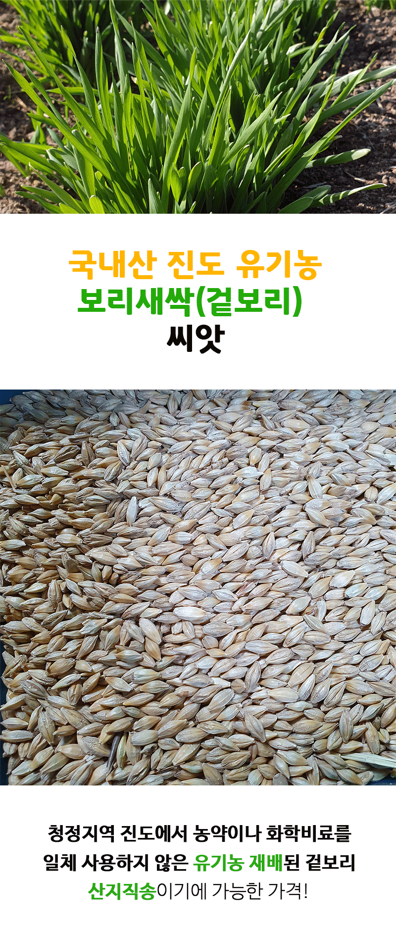 산들바람 22년산 유기농 새싹보리 씨앗 1Kg 키우는법 - 산들바람