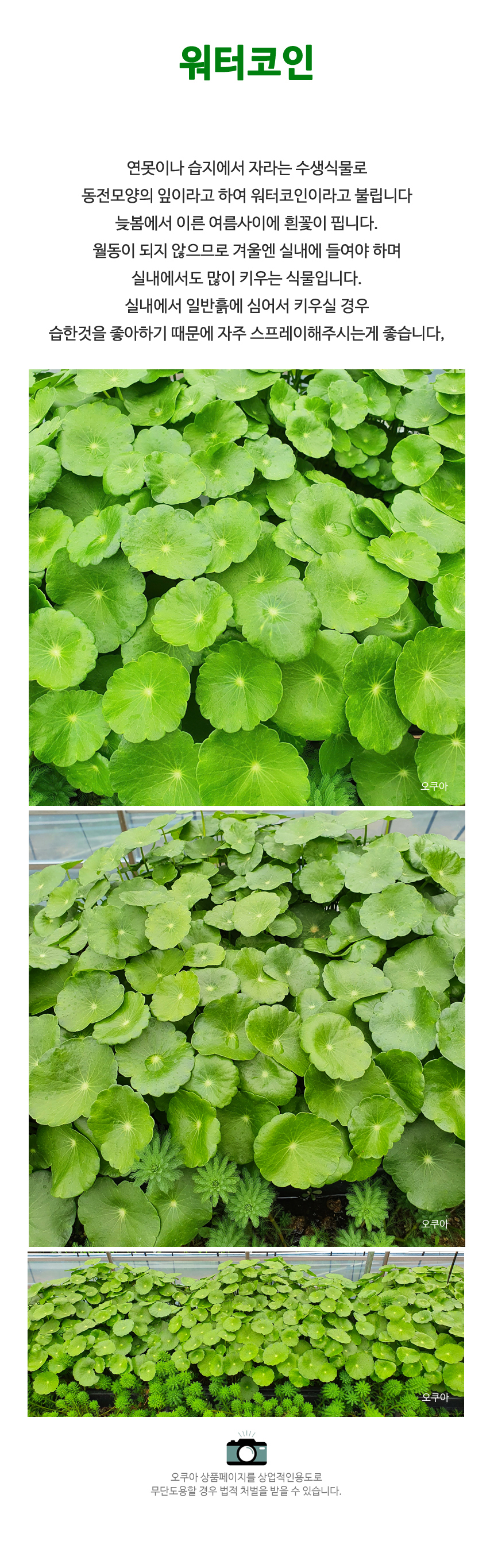 워터코인 50뿌리 수생수경식물 공기정화 연못 베란다 식물 - G마켓 모바일