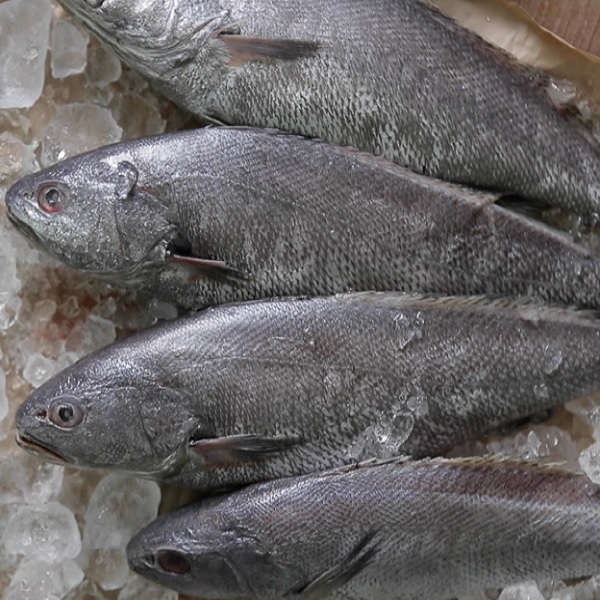 ★탕/찜용 반건조 할복민어 특대급★ 400g 내외 두툼하고 부드러운 식감