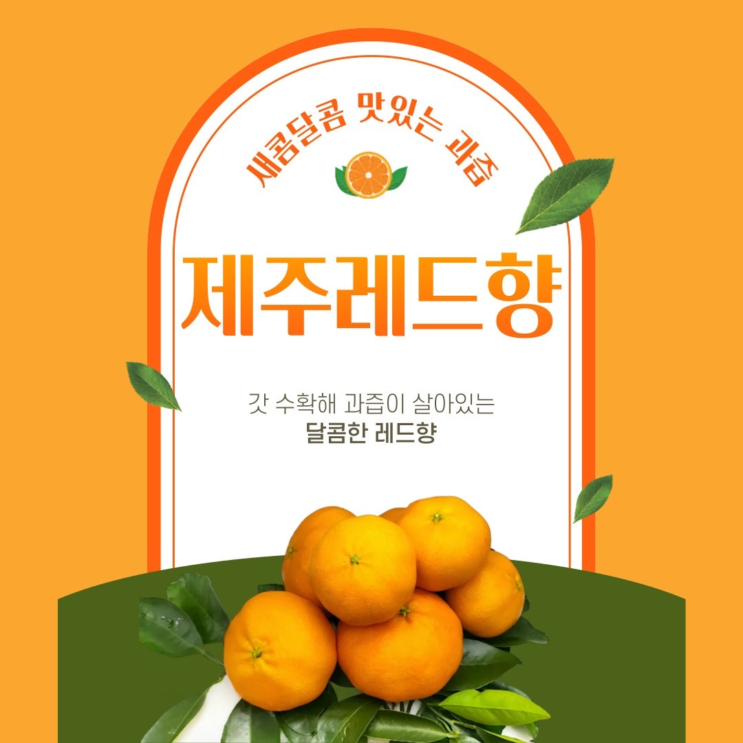 제주 레드향 3KG/5KG/10KG (가정용 / 선물용)