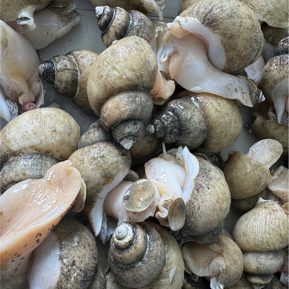 법계수산 자숙 골뱅이살 300g