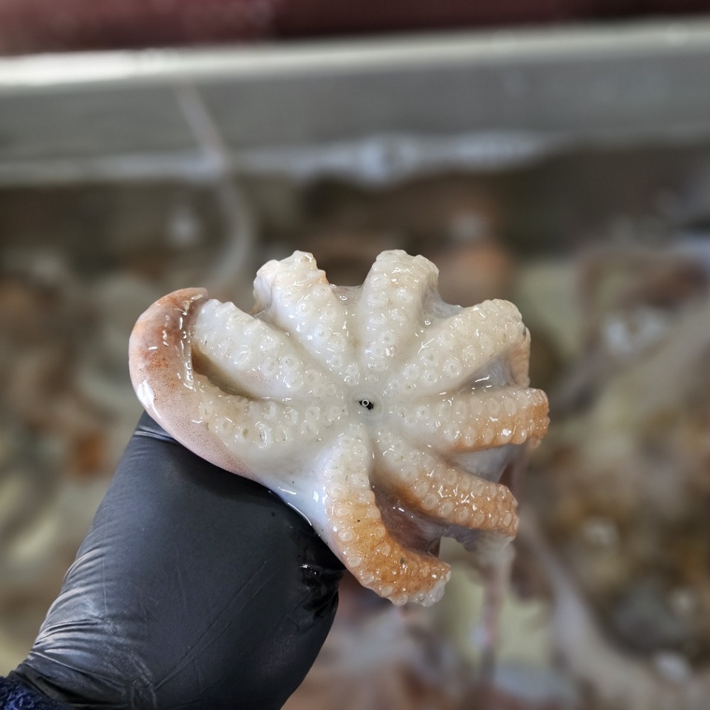 법계수산 발문어 500g