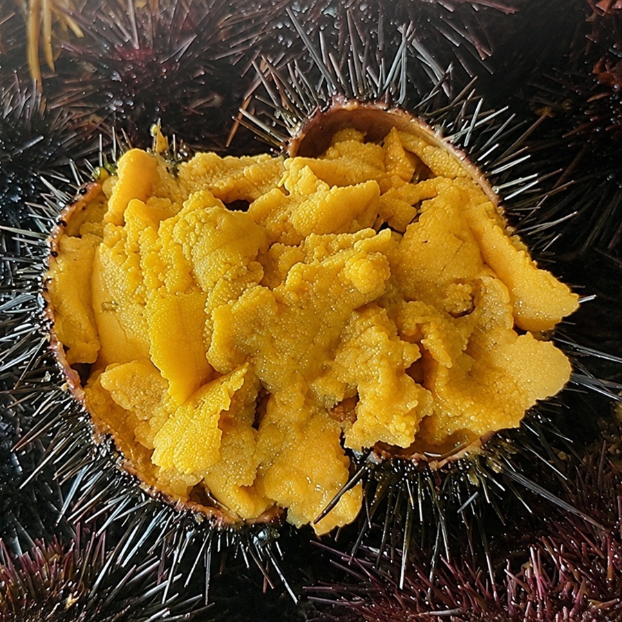 ★산지직송 제철 여름 보라성게알 100g★