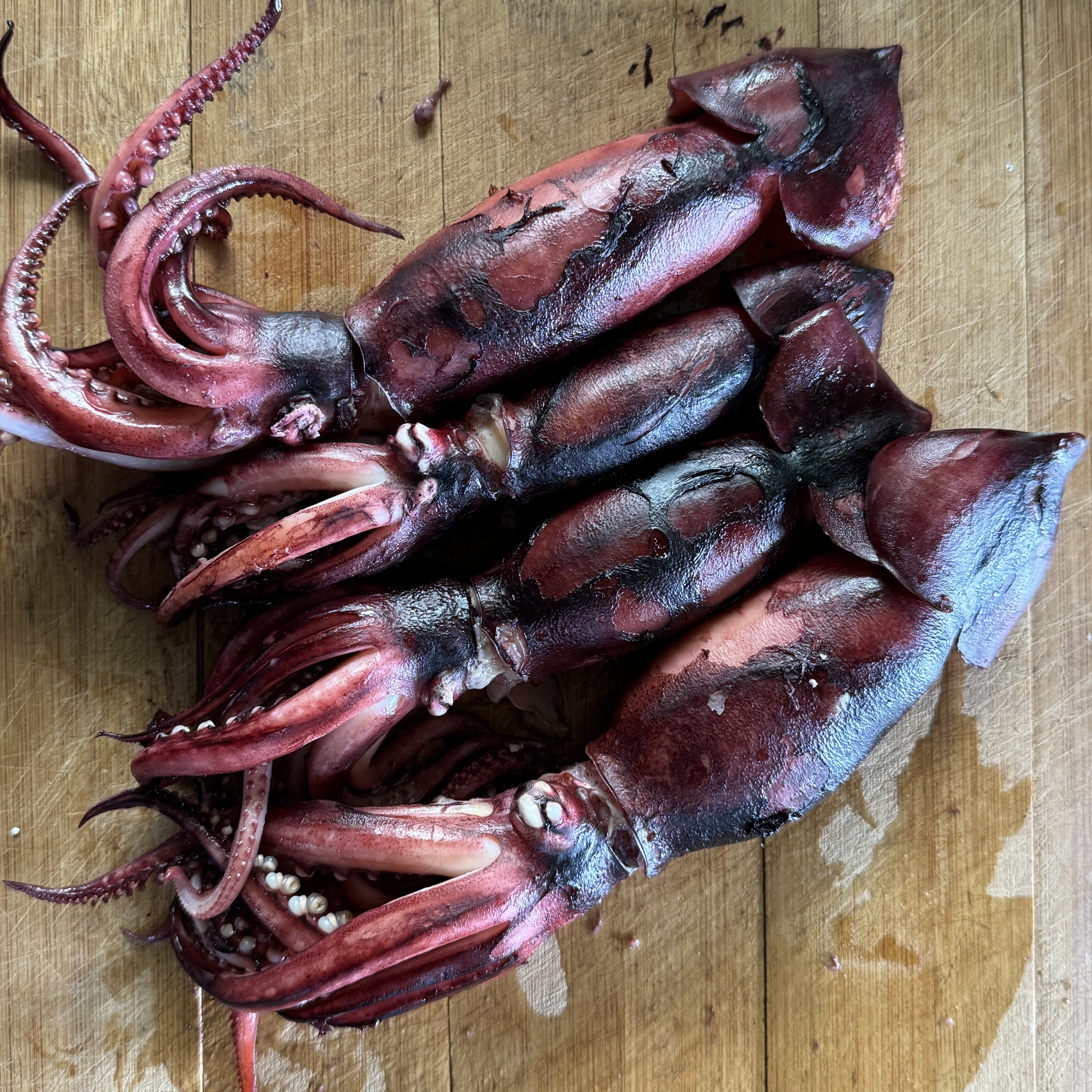 통찜용 오징어 1kg 7-9미