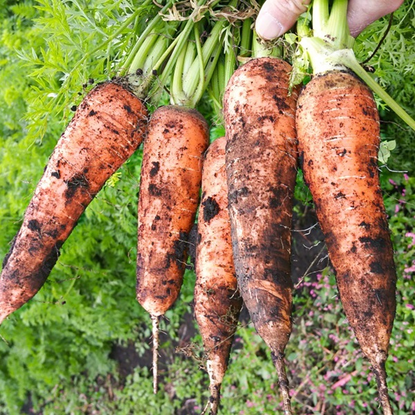 해도지 제철 흙당근 품질보장 햇 신선 당근 특(200g~300g) 10kg