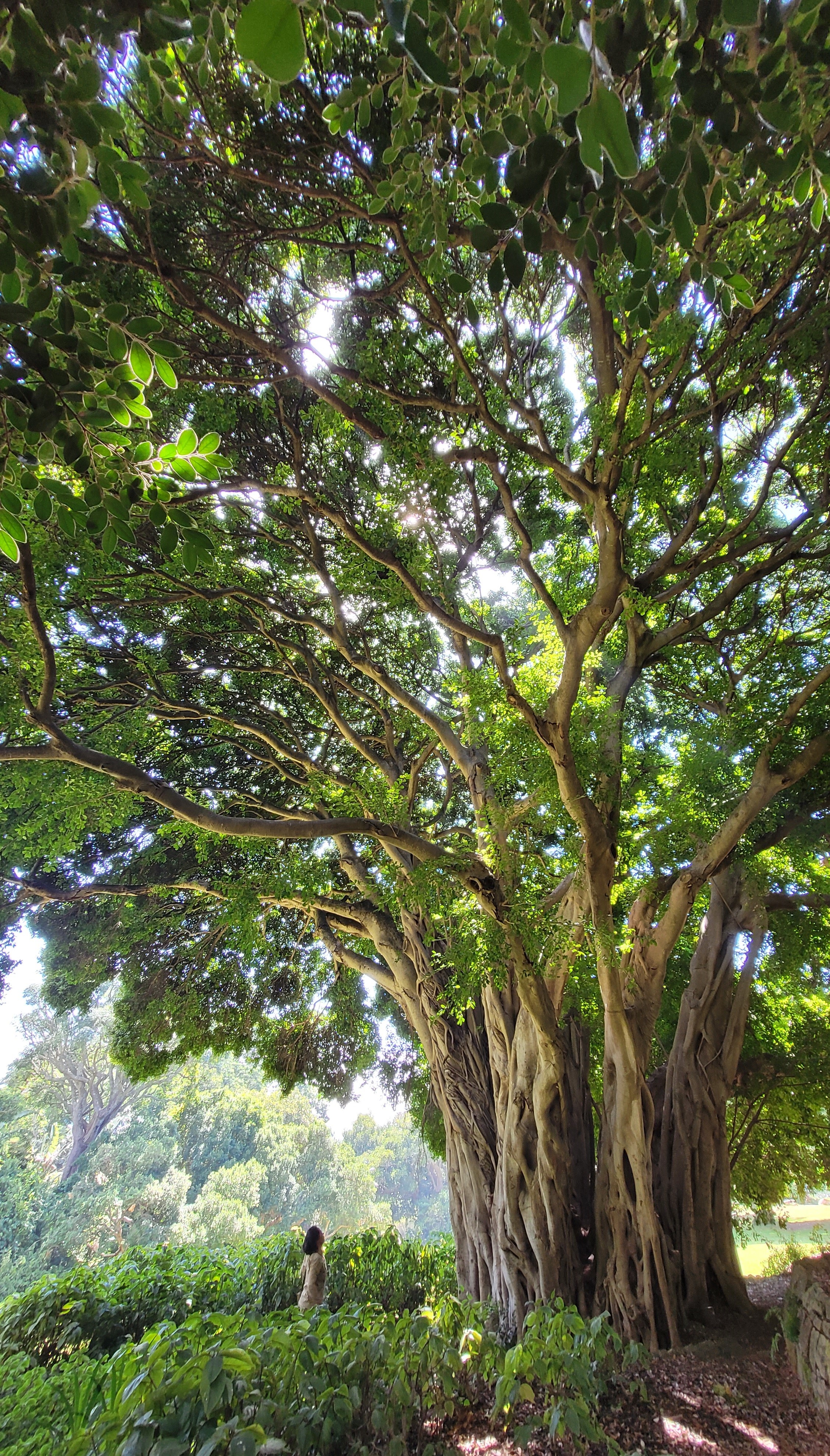 남아공 식물원 커스텐보쉬(Kirstenbosch)
