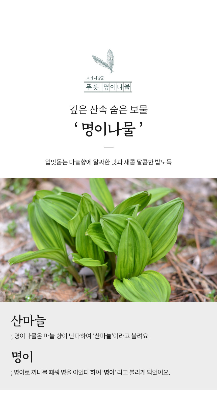 명이나물 장아찌 산마늘 명의나물 명이절임 200G 2팩 : 롯데On