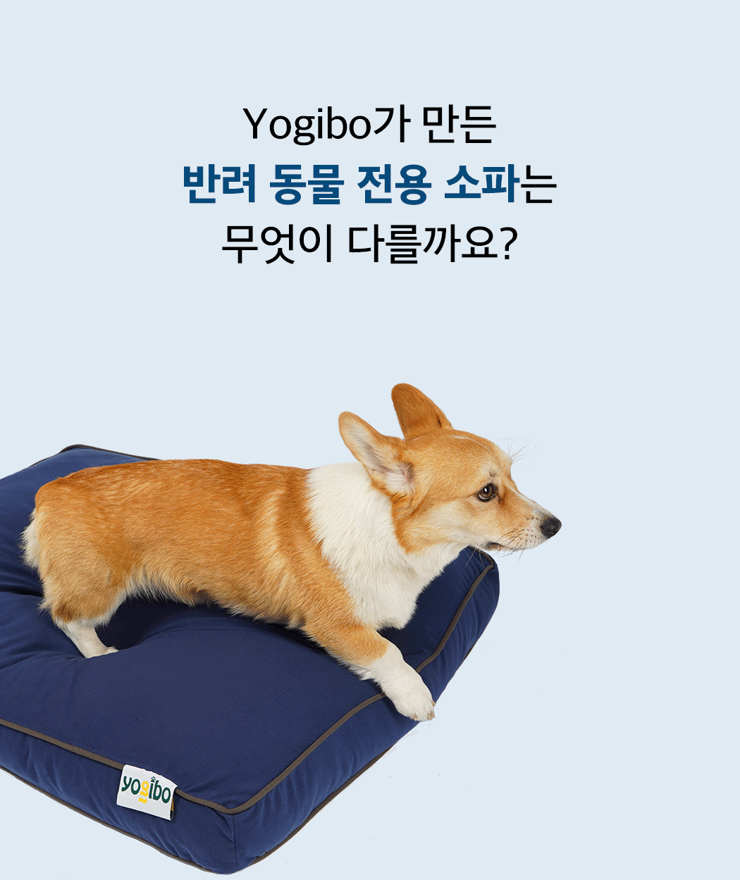 doggybo title